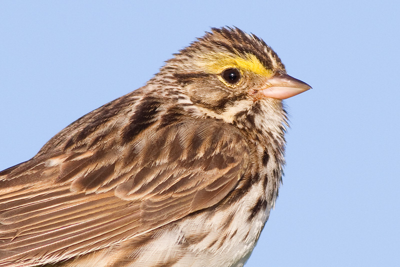 savannah sparrow 59