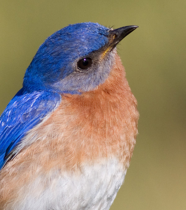 bluebird 90