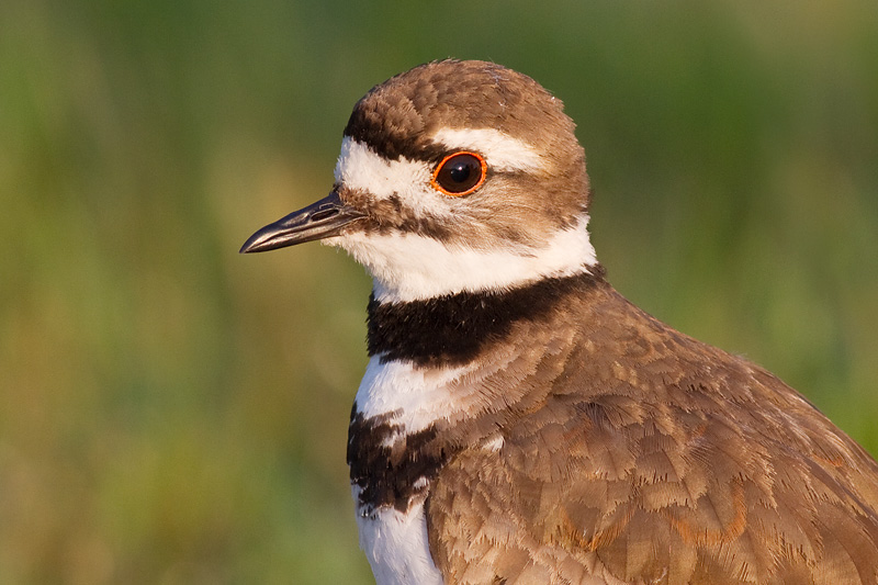 killdeer 85