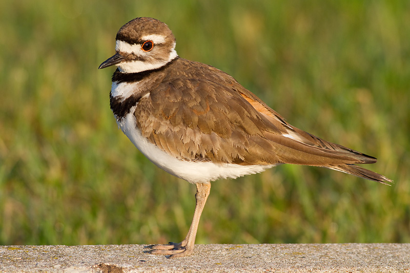 killdeer 86