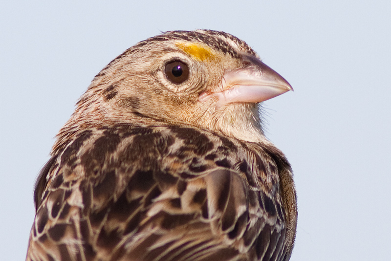 grasshopper sparrow 59