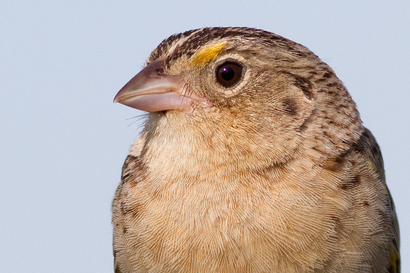 grasshopper sparrow 60
