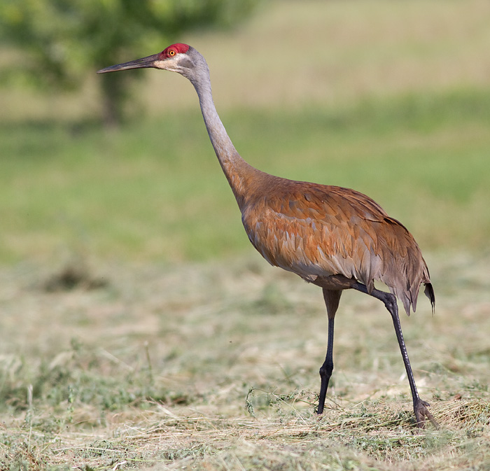 sandhill crane 122