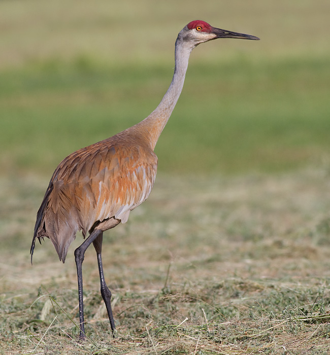 sandhill crane 123
