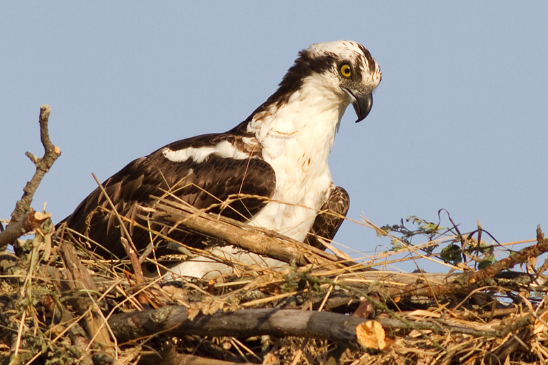 osprey 39
