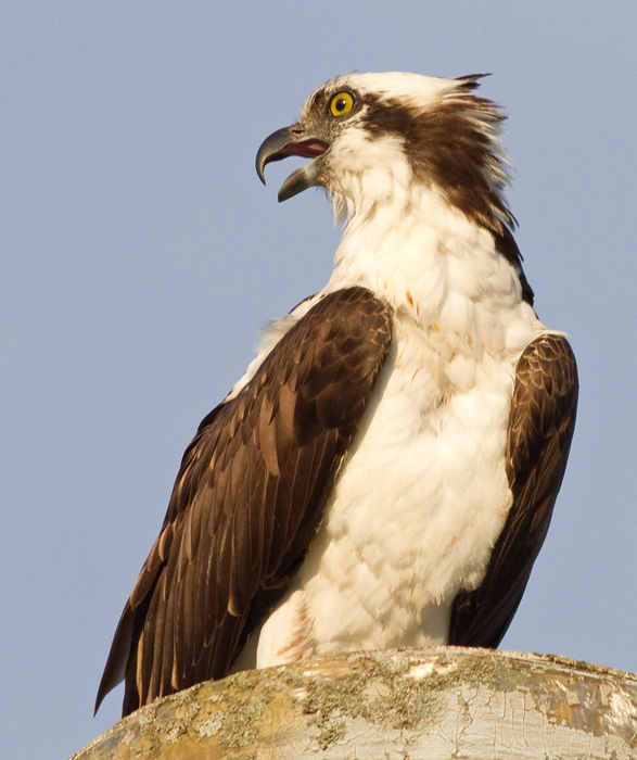 osprey 40