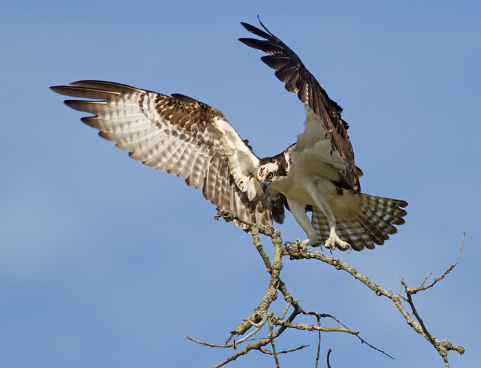 osprey 43