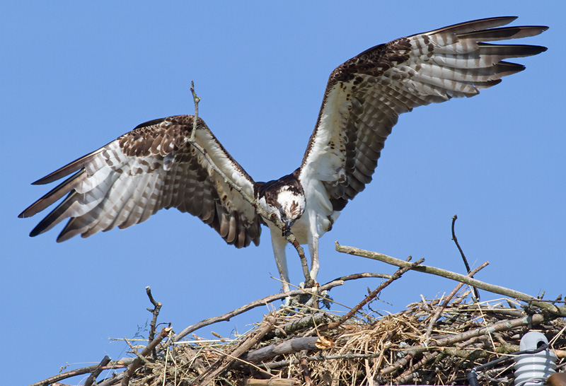 osprey 44