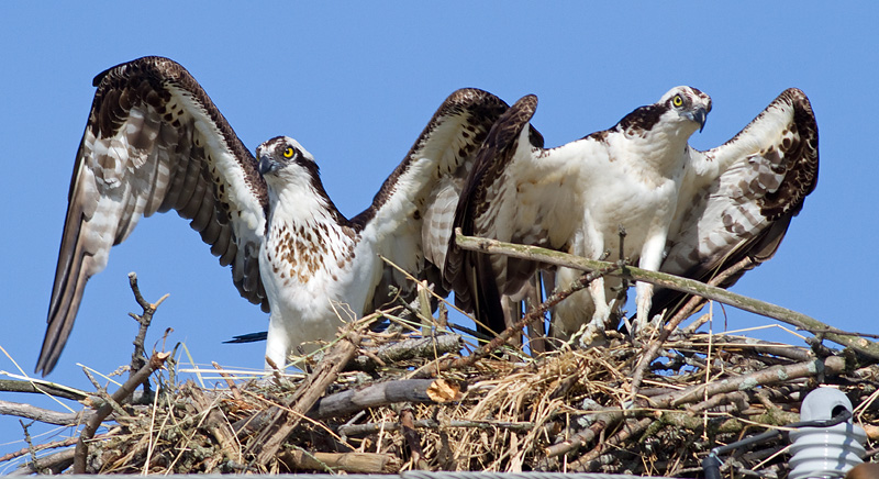 osprey 46