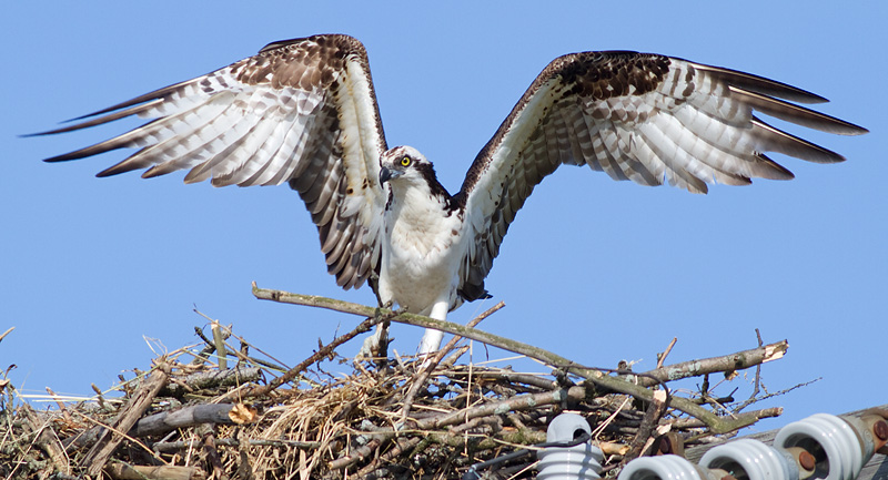 osprey 48