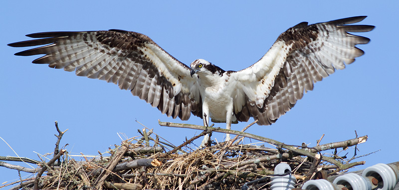 osprey 49