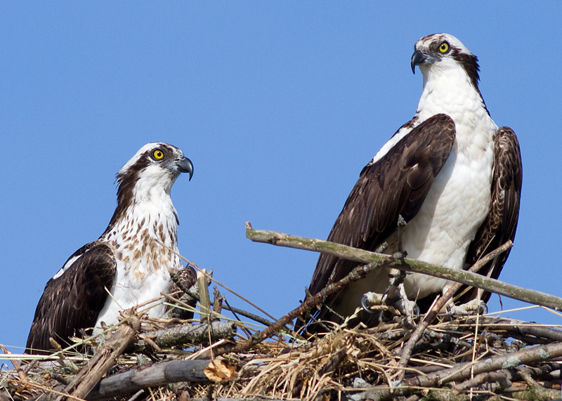 osprey 53