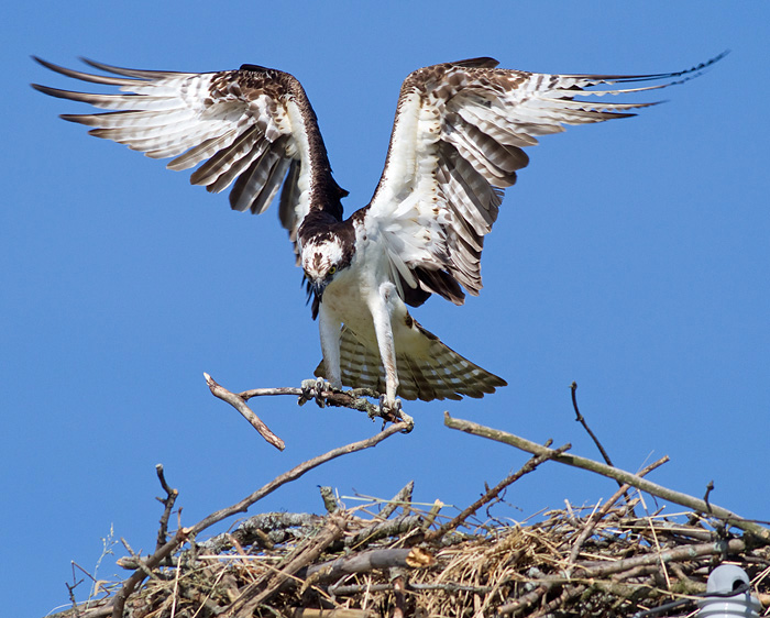 osprey 54