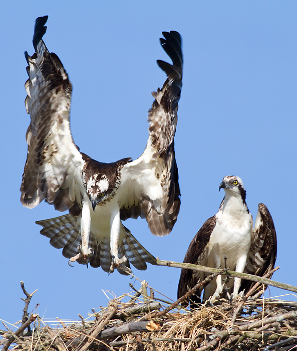 osprey 55