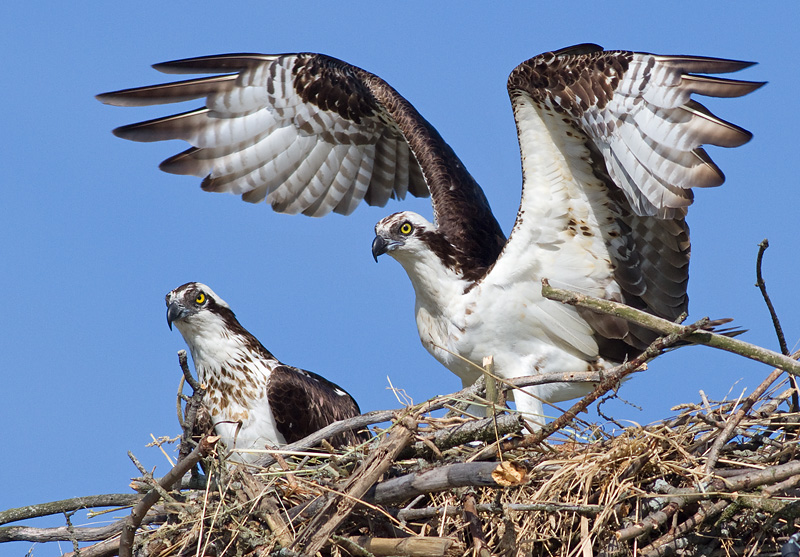 Osprey