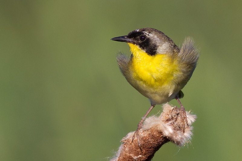 common yellowthroat 19