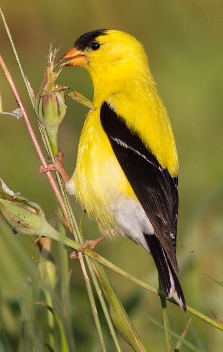 goldfinch 66