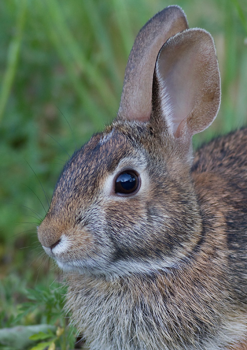 rabbit 17