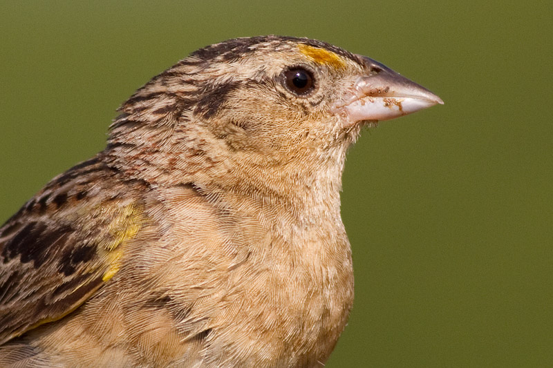 grasshopper sparrow 67