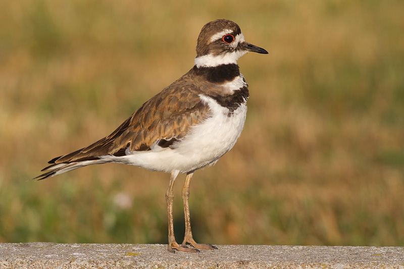 killdeer 89