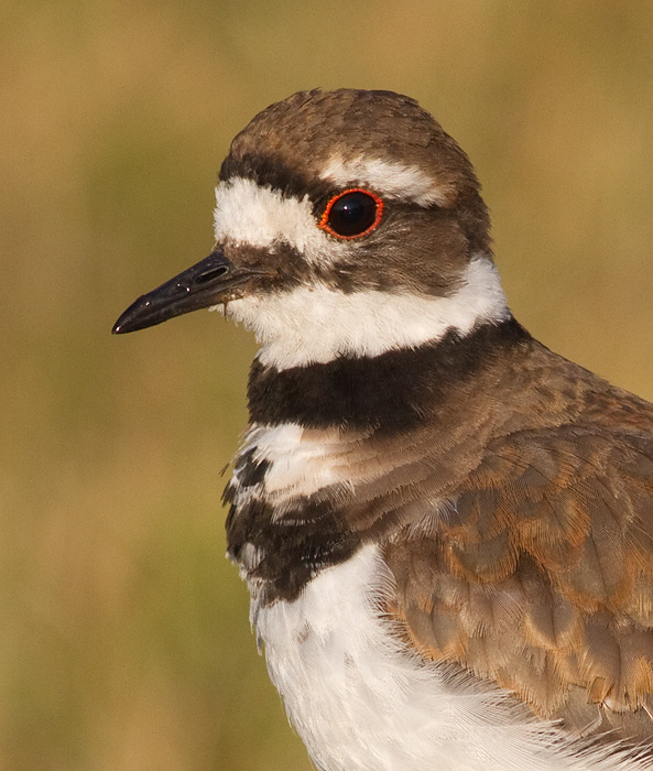 killdeer 90