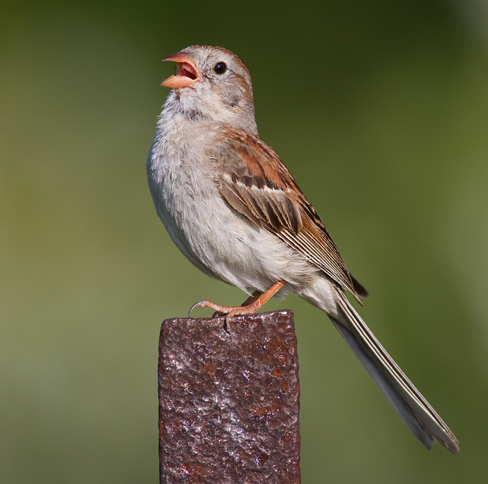 field sparrow 28