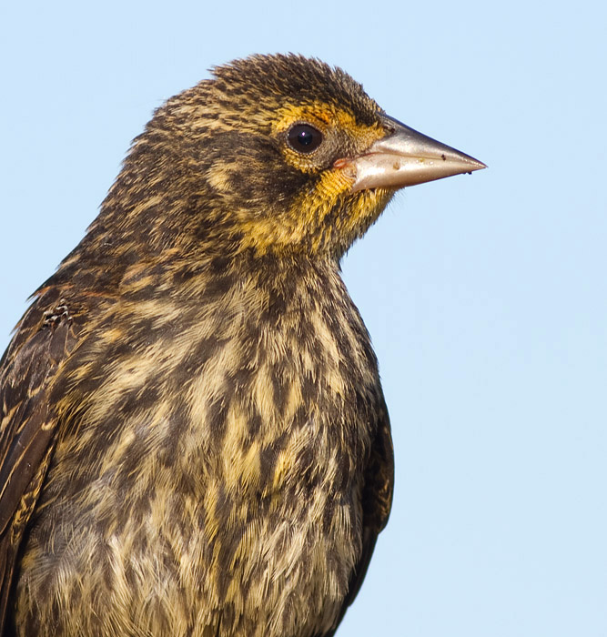 juvenile red-winged blackbird 15