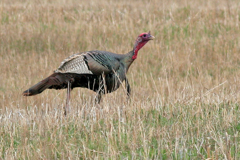 Wild Turkey