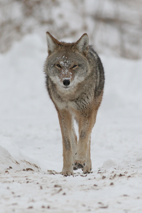 coyote 1