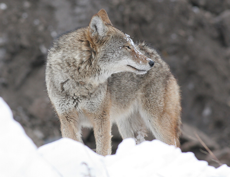 coyote 2