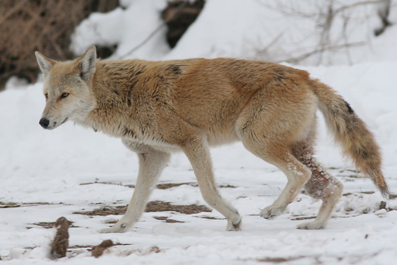 coyote 11