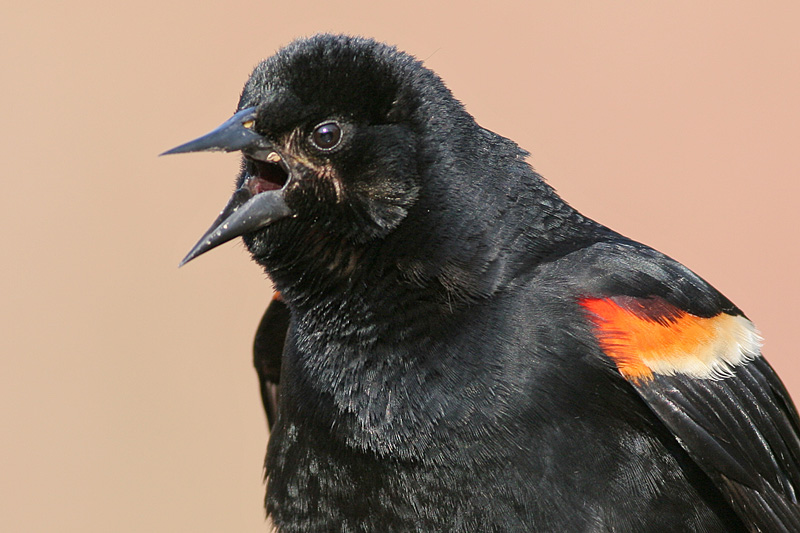 red winged blackbird 227