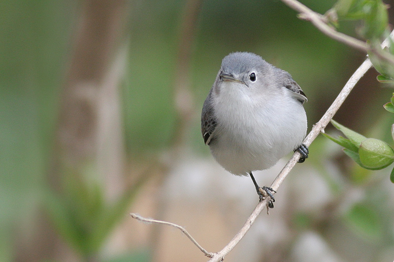 gnatcatcher 7