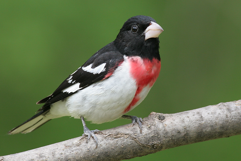rose breasted grosbeak 37