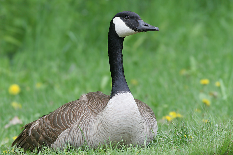 goose 128