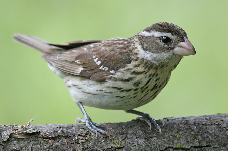 rose breasted grosbeak 39