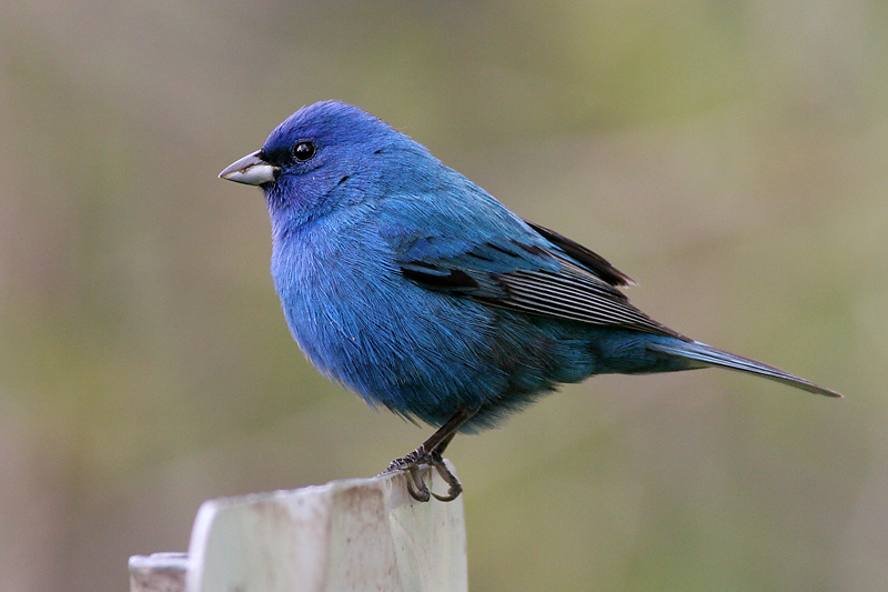 indigo bunting 5