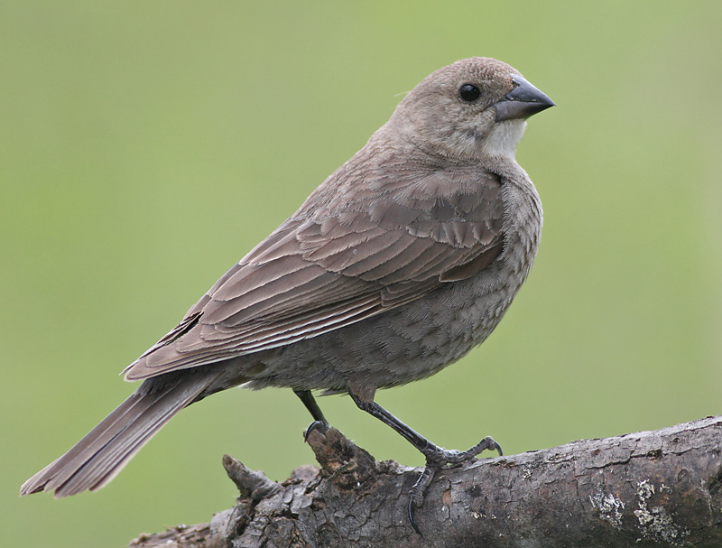 Cowbird - female
