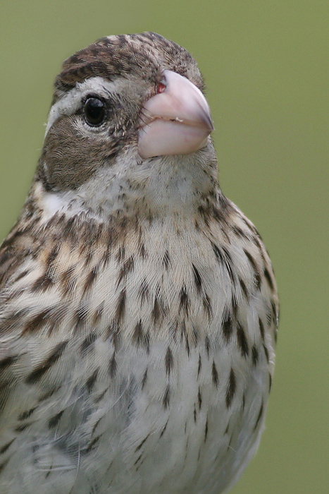 rose breasted grosbeak 43