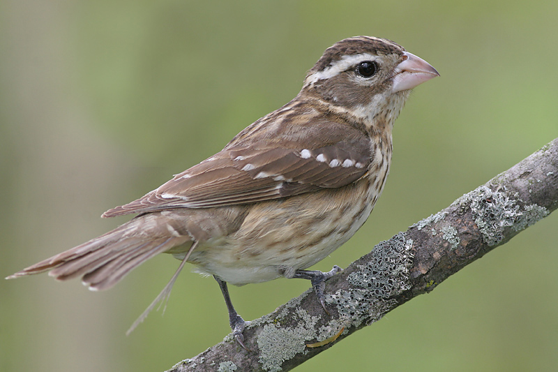 rose breasted grosbeak 44