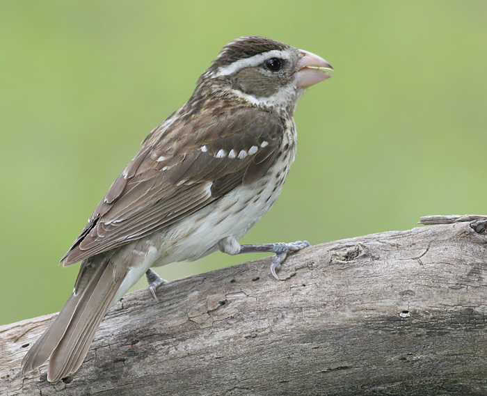 rose breasted grosbeak 48