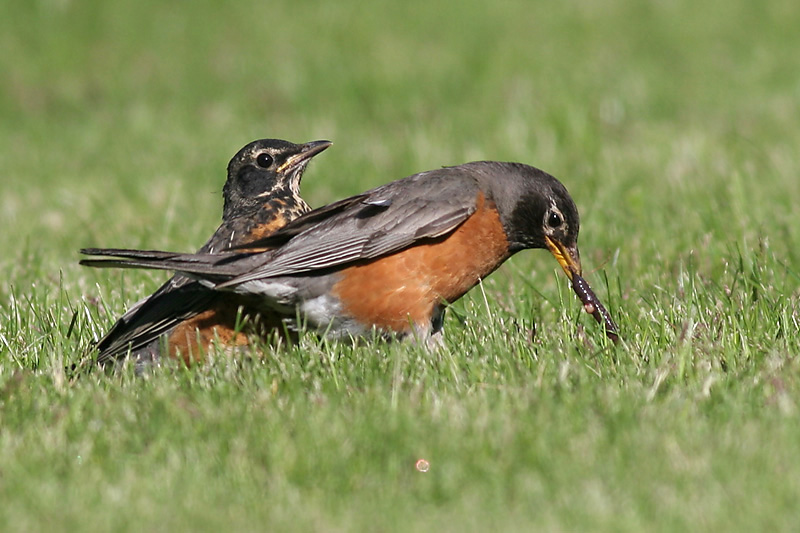 robin 54