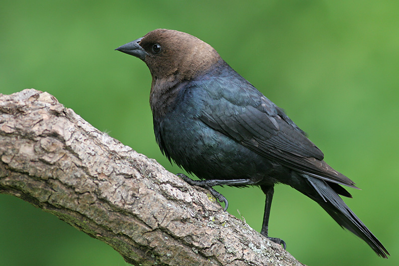 Cowbird - male
