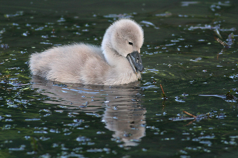 mute swan - cygnet 29