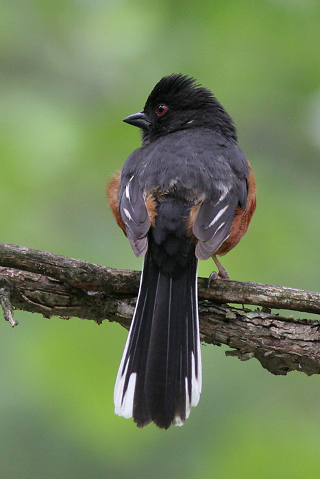 Eastern Towhee