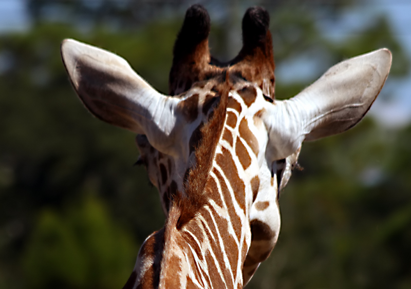 Giraffe walking away  after a hand feeding