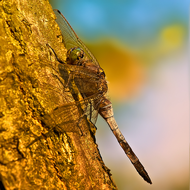 Black-tailed Skimmer