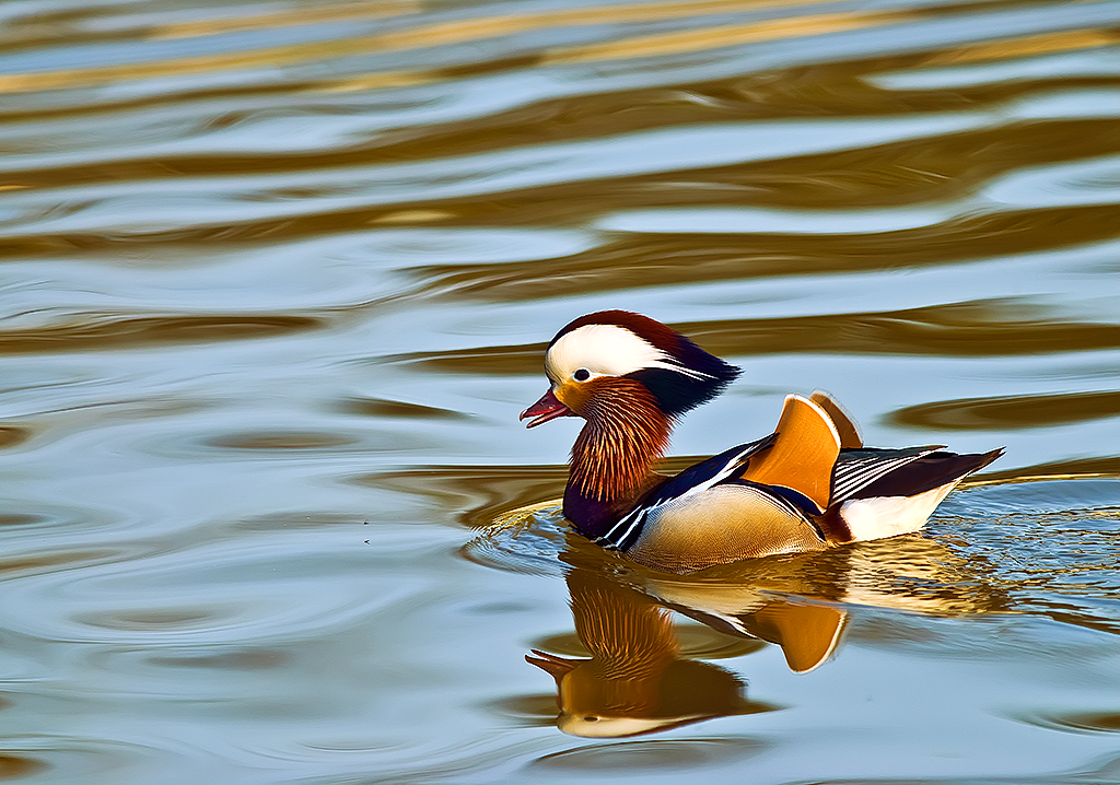 Mandarin Duck