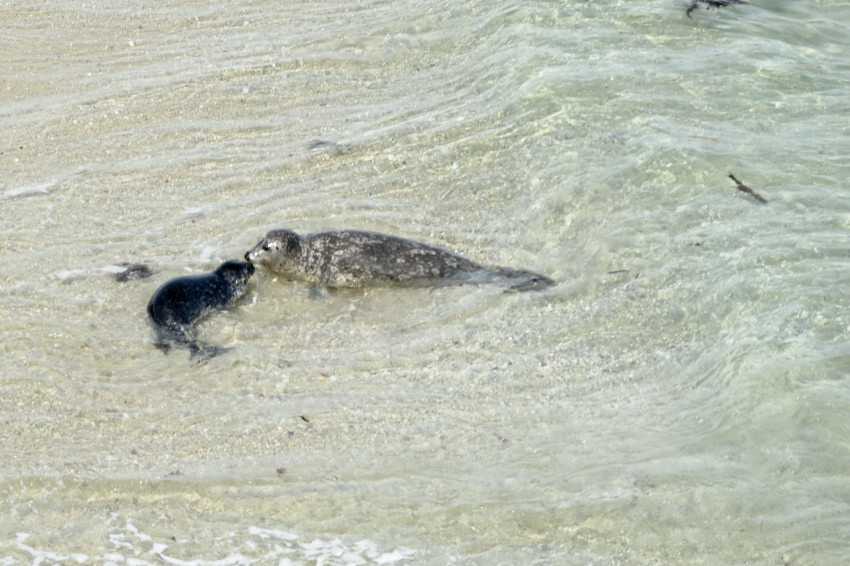 A Mothers Kiss
