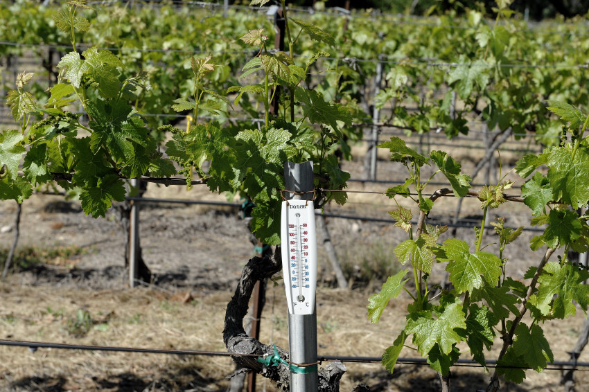 Santa Maria Vineyards
